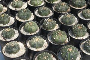 cactus pour vente dans le marché photo