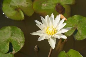 fleur de lotus dans l & # 39; étang photo