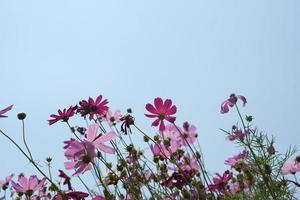 magnifique cosmos fleurs épanouissement dans le Soleil bleu ciel Contexte photo