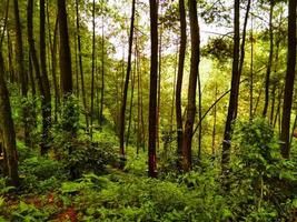 vue de une pin forêt dans une tropical forêt photo