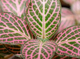 fittonia albivenis est une coloré plante d'appartement avec rose et vert feuilles. photo