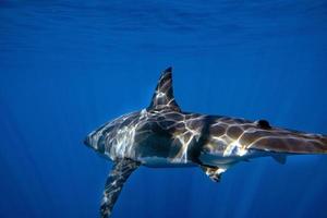 grand requin blanc prêt à attaquer du bleu profond photo