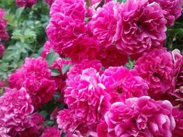 épanouissement rose fleurs. jardin Rose photo