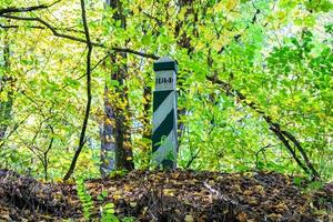 photographie sur le thème beau sentier dans les bois de feuillage sauvage photo