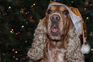 Cocker spaniel chien habillé en père Noël photo