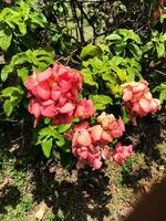 mussaenda ou Nusa Inde rose fleurs cette Floraison photo