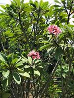 mussaenda ou Nusa Inde rose fleurs cette Floraison magnifiquement pour jardin décoration. photo