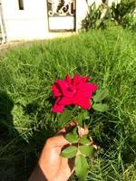 fermer de une rose Rose. sélectif concentrer photo