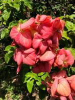 mussaenda ou Nusa Inde rose fleurs cette Floraison photo