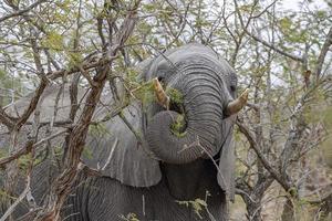 Éléphant en mangeant des fruits de l'arbre marula dans le parc Kruger en Afrique du Sud photo