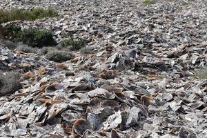 des milliers de coquillages différents sur la plage photo