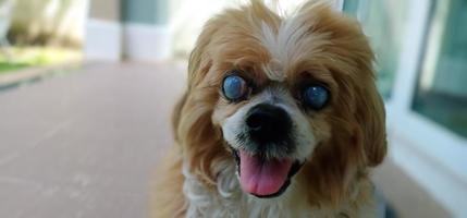 fermer de Lhassa apso a été cataracte yeux. photo