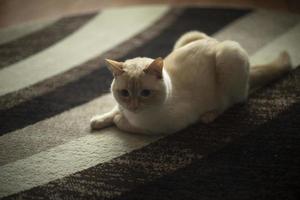 chat sur marron tapis. chat est mensonge sur sol. magnifique animal de compagnie. photo