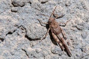 marron criquet macro sur blanc et gris photo