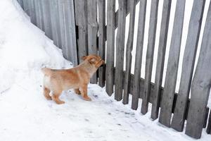 une petit rouge chiot gardes le Cour par le clôture. chien Accueil protection photo