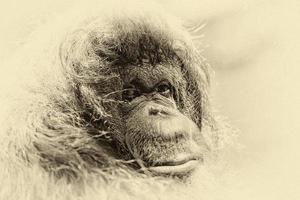 singe orang-outan portrait en gros plan photo
