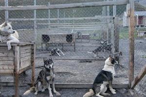 ferme de chiens de traîneau du svalbard photo