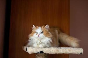 national Jeune duveteux blanc rouge persan chat mensonges sur une scratch Publier et regards une façon photo