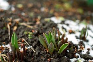 vert tulipe feuilles faire leur façon par le neige photo