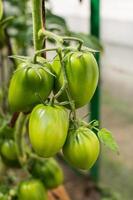 vert tomates pendaison sur une branche photo