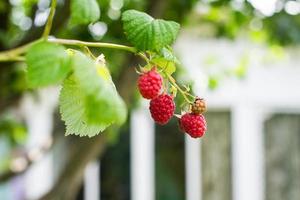 mûr rouge framboises pendre sur une branche photo