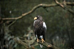 une gros noir Aigle est assis sur une branche et regards une façon photo