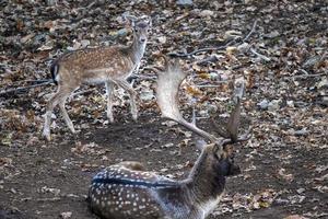 Masculin et femelle jachère cerf dans l'amour saison dans le forêt dans l'automne photo