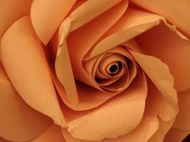 fond de fleur de papier orange photo