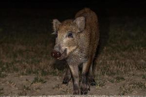 nouveau née chiot Jeune sauvage sanglier en mangeant pain à nuit photo