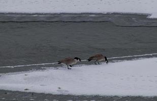 oies à une rivière photo