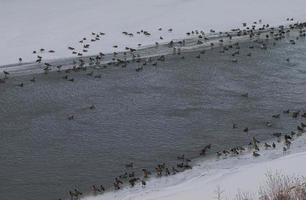 oies à une rivière photo