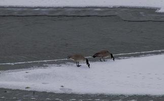 oies à une rivière photo