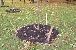 jeunes arbres fraîchement plantés avec support protecteur dans un parc de la ville. concept d'aménagement paysager du territoire. protection de la nature, environnement urbain et respect de l'écologie. technologie de la ville durable photo