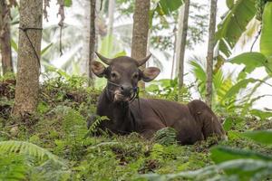 indonésie vache gros plan portrait vous regarde photo