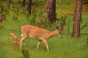 cerf en marchant par le bois dans Sud Dakota photo