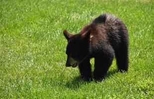 adorable bébé noir ours lionceau dans une champ photo