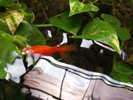 coloré poisson rouge et l'eau fleurs photo