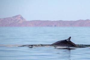 baleine bleue le plus gros animal du monde photo