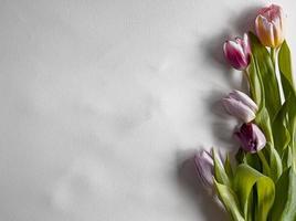 bouquet de tulipes sur blanc photo