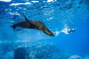 sceau d'otarie sous l'eau pendant la plongée aux galapagos photo