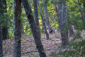 Masculin jachère cerf dans l'amour saison dans le forêt dans l'automne photo