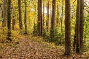 chemin forestier coloré en automne avec des feuilles mortes