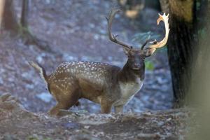 Masculin jachère cerf dans l'amour saison dans le forêt dans l'automne photo