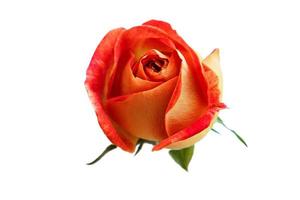 3925 rouge Rose fleur isolé sur une transparent Contexte photo