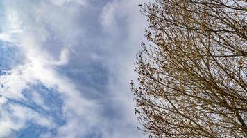 arbre automne avec des feuilles dorées sur un ciel bleu