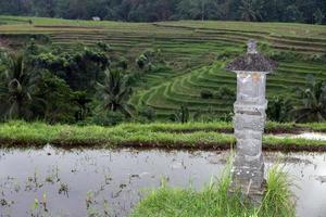 terrasse rizière à bali indonésie voir panorama photo