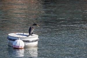 cormoran tout en se reposant sur la bouée du port photo