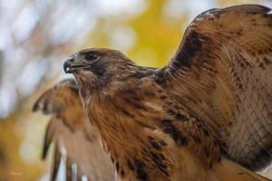 une rouge à queue faucon dans un Ontario forêt photo