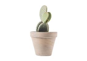 2375 beige vase avec cactus isolé sur une transparent Contexte photo