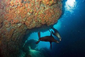 chiot lion de mer sous l'eau vous regarde photo
